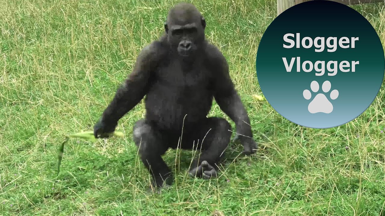 Gorilla Lope Shows Baby Brother How to Belly Flop Down The Slope