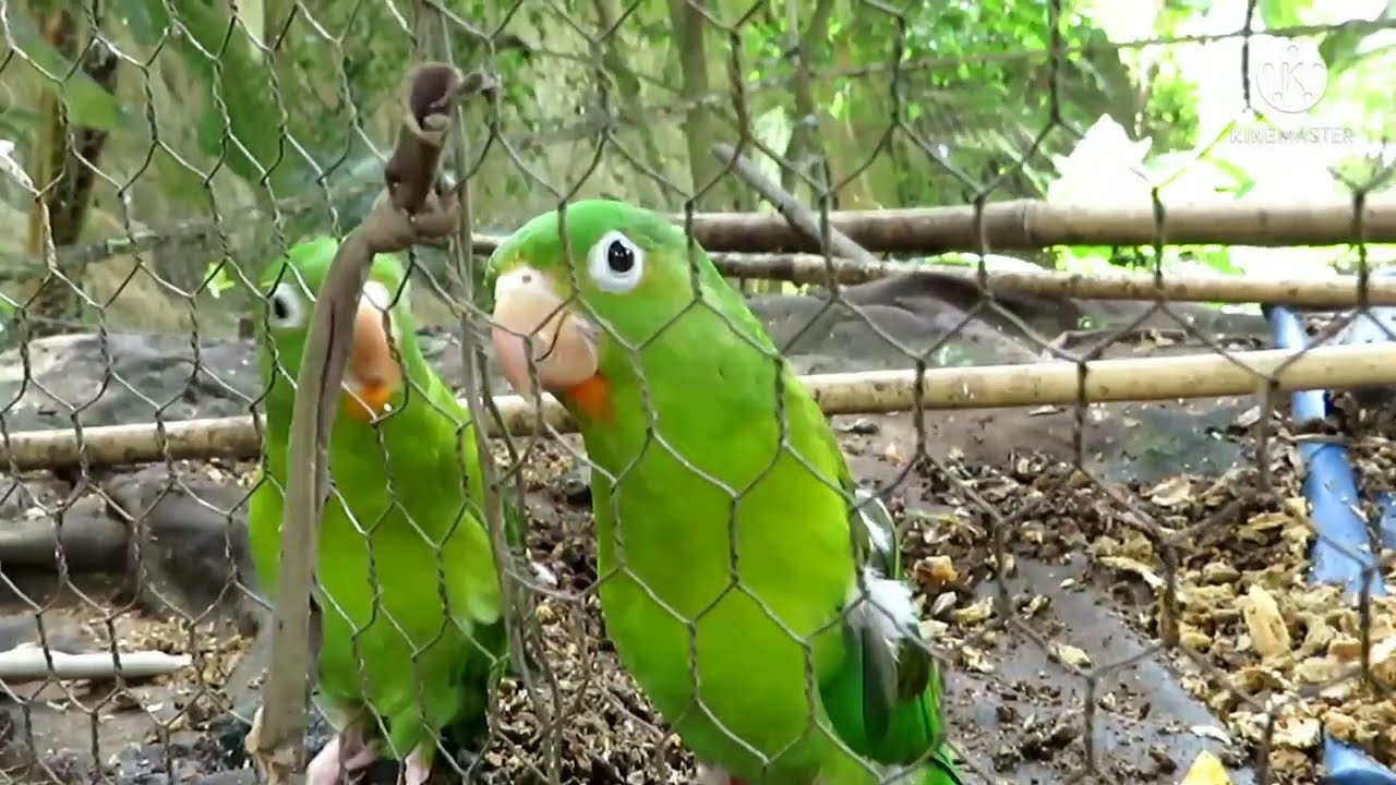 SONIDO DE PERICOS VERDES