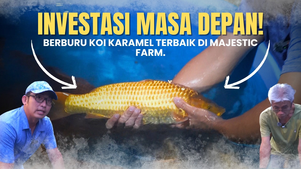 Jangan Asal Beli! Inilah Ciri Koi Karamel yang Layak Jadi Investasi