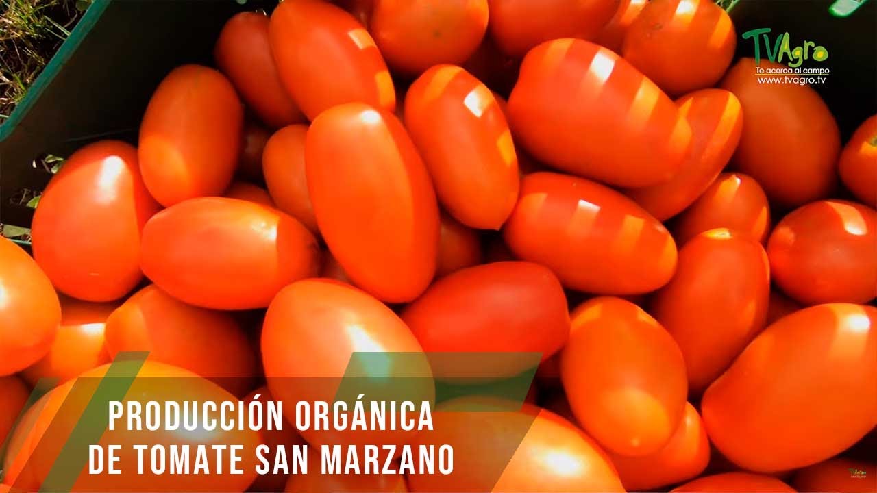 Producción orgánica de Tomate San Marzano - TvAgro por Juan Gonzalo Angel Restrepo