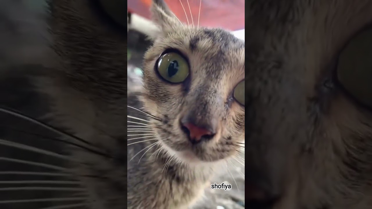 angel Vidio estetik kucing kampung 😂 