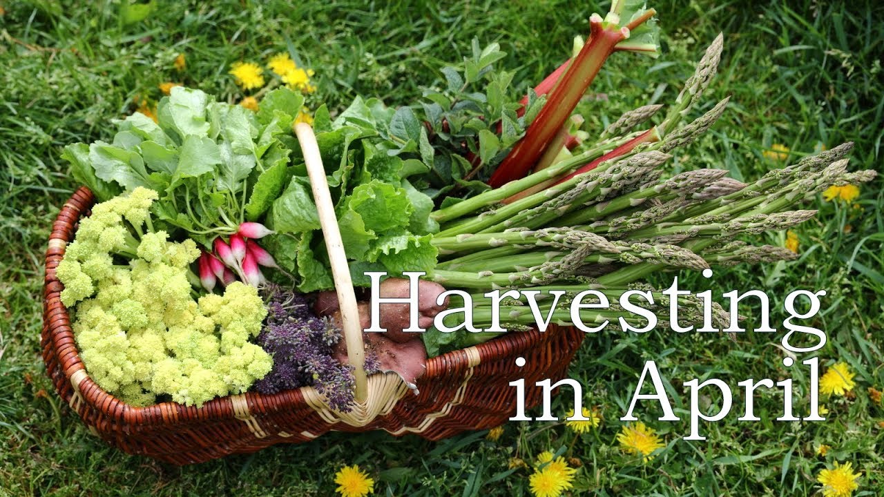 April Harvest Tour of our Permaculture Garden