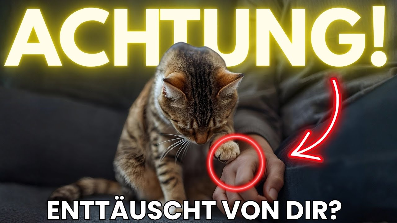 Wie Katzen zeigen, wenn sie enttäuscht (von uns) sind