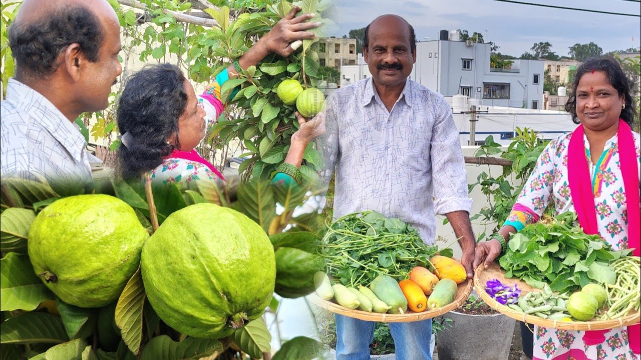 Organic fresh fruits and vegetables harvest ||ramyaambati ||