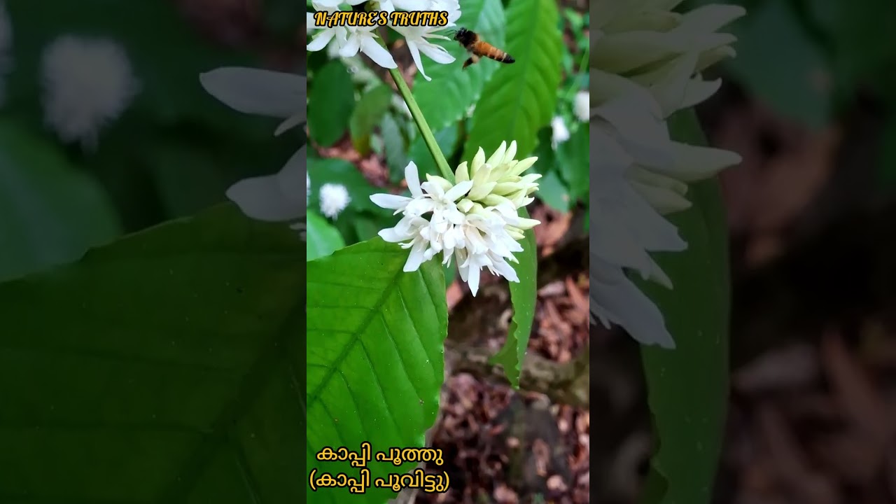 കാപ്പി പൂത്തു (കാപ്പി പൂവിട്ടു) #coffeetree #nature #naturesounds #naturalbeauty #coffee