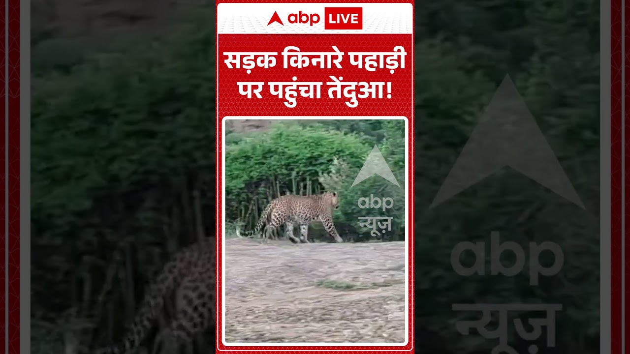 Viral Video : सड़क किनारे पहाड़ी पर पहुंचा तेंदुआ! | #viral #ytshorts #leopard