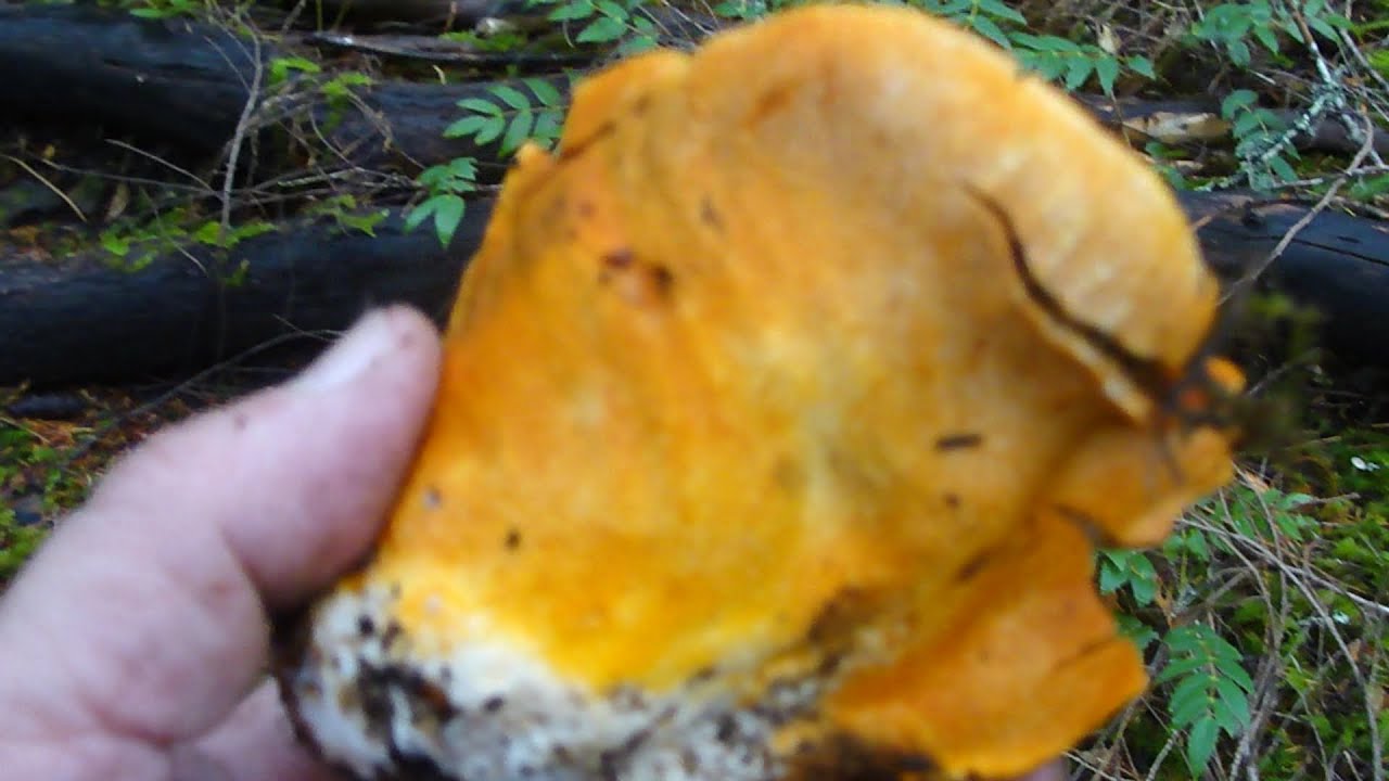 Ep 38 Toe Tally Amazing Mushrooms! Baskets Full O Fungi!