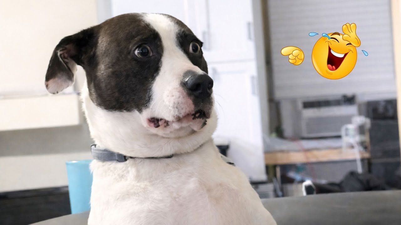 I Asked for a Dog… But Got a Full-Time Comedian Instead 😂🐶 Funniest Dog Moments Ever