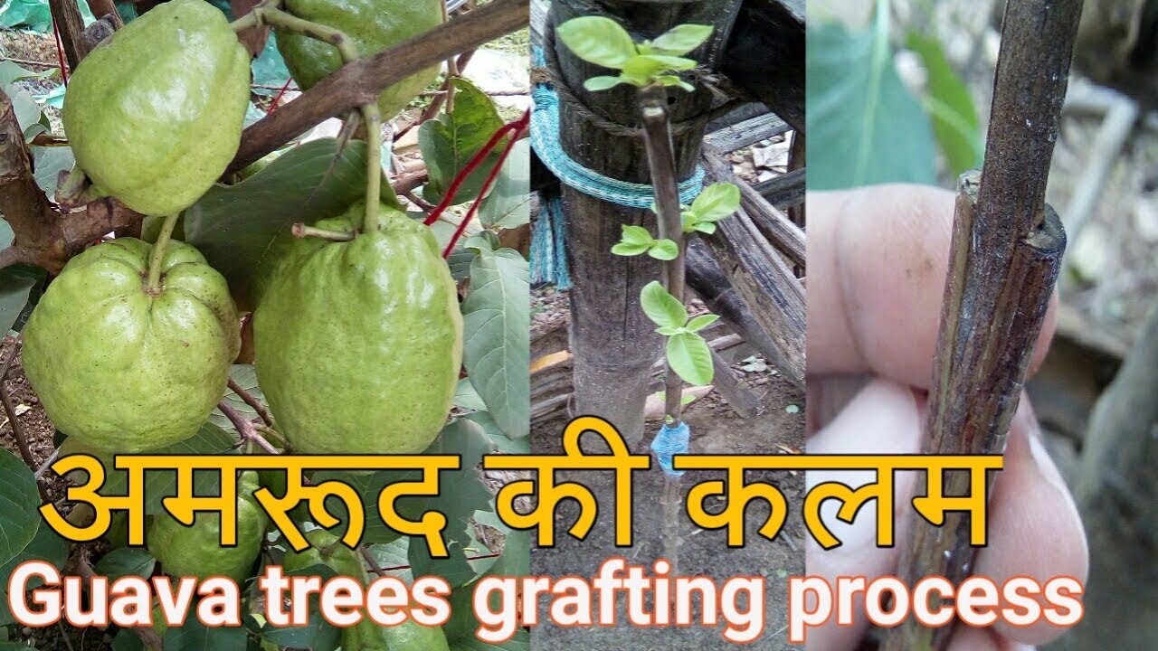 Guava tree grafting | अमरूद की कलम करने का तरीका | amrood ki Kalam lagana