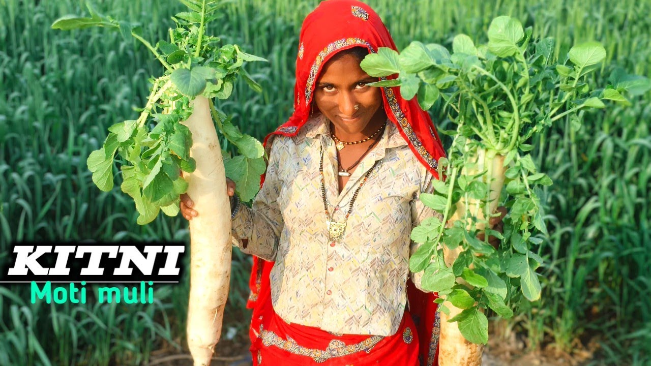 (बहुत मोटी मूली) kitni Moti muli || Itni Moti muli meri jindagi mein kabhi bhi nahindekhi