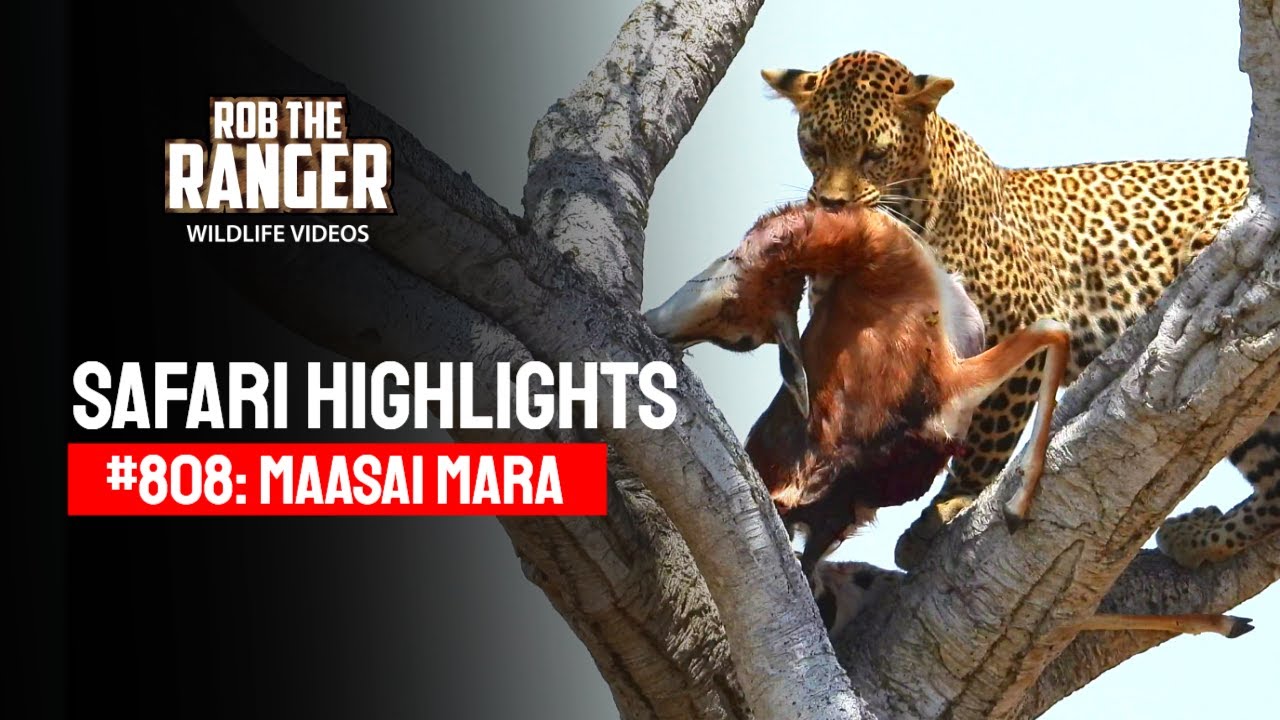Safari Highlights #808: 03 & 04 March 2025 | Maasai Mara/Zebra Plains | Latest #Wildlife Sightings