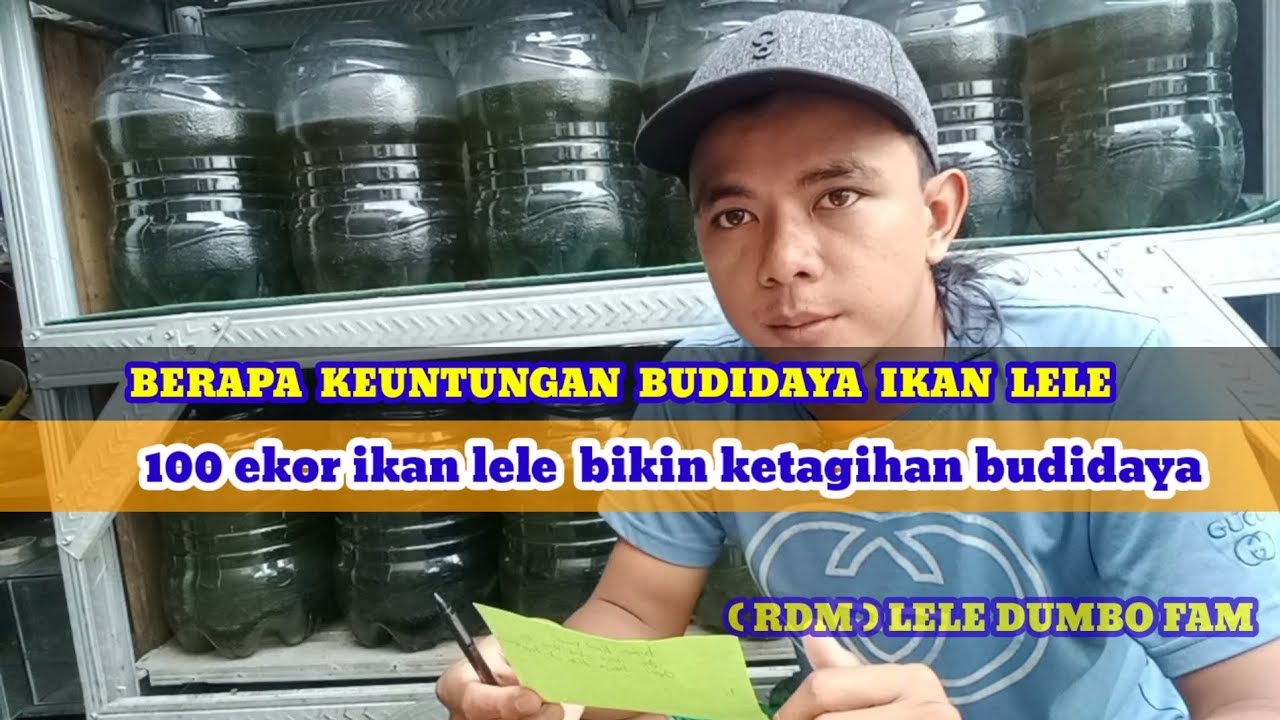 Budidayaikan lele  100 EKOR  DALAM GALON berapa keuntungannya