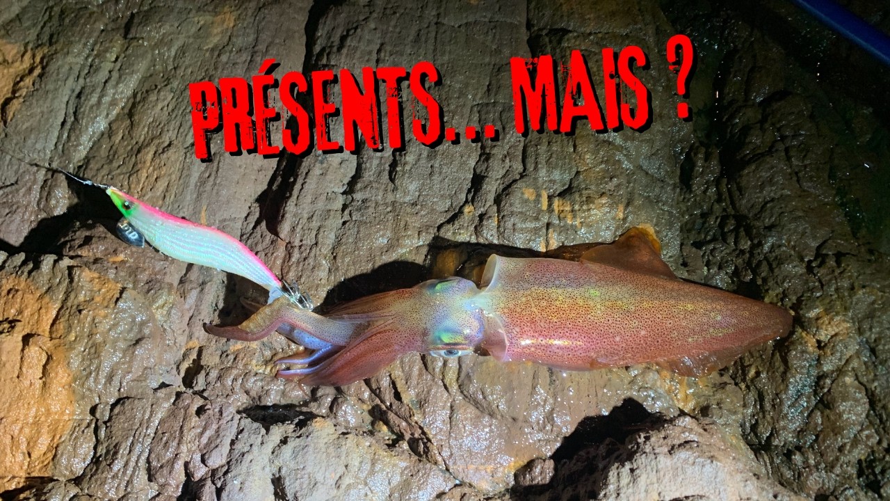 🦑 Présents mais peu agressifs… Lecture fine du calamar du bord