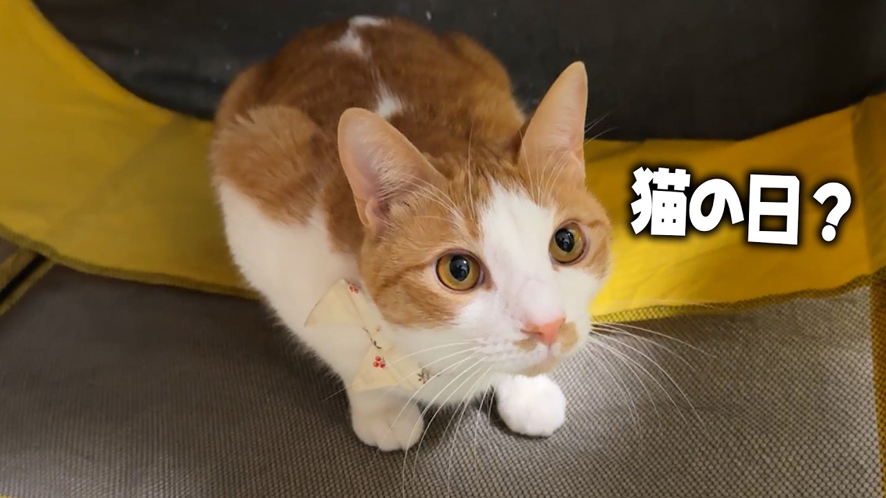 どうやら猫の日らしいですね。