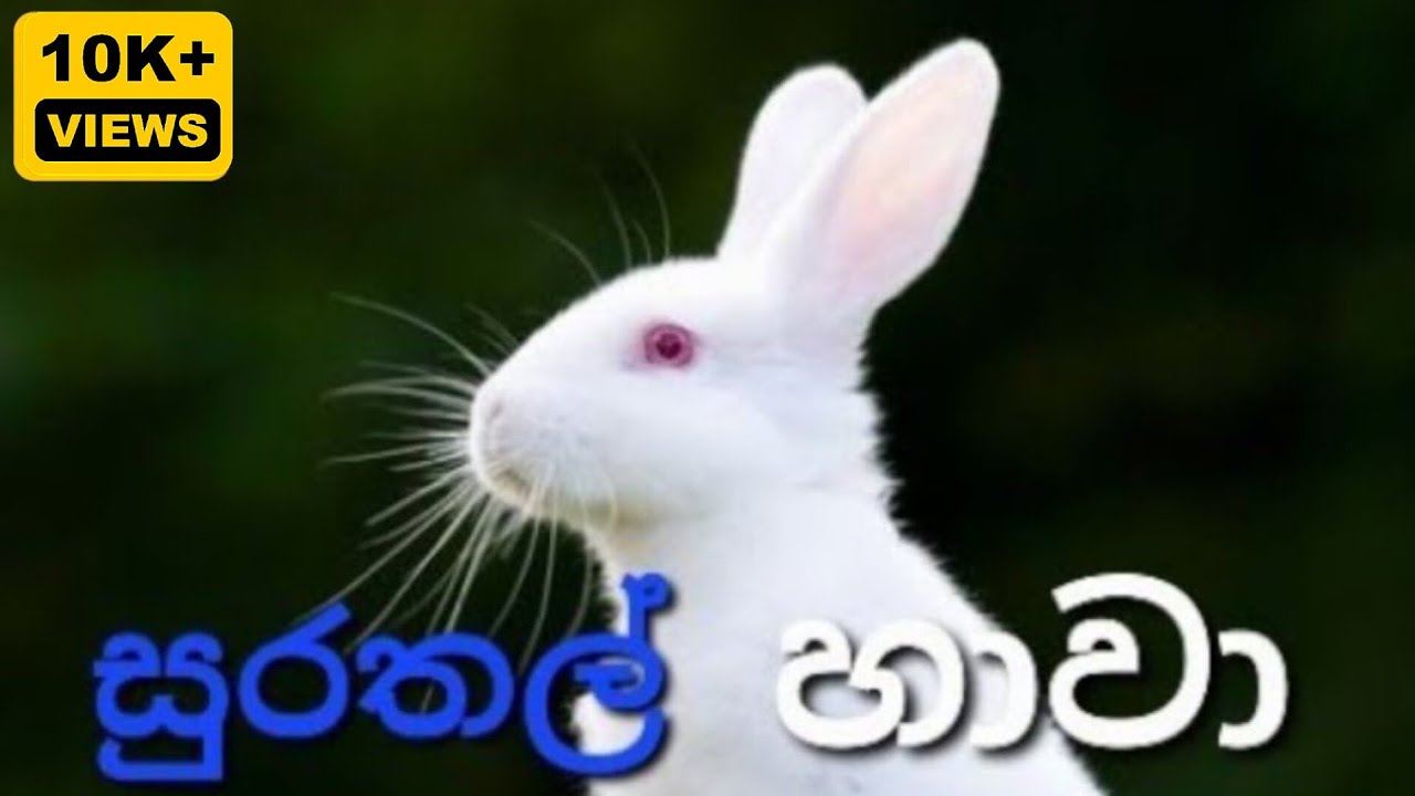 සුරතල් හාවා ගැන ඔබ නොදත් කරුනු
