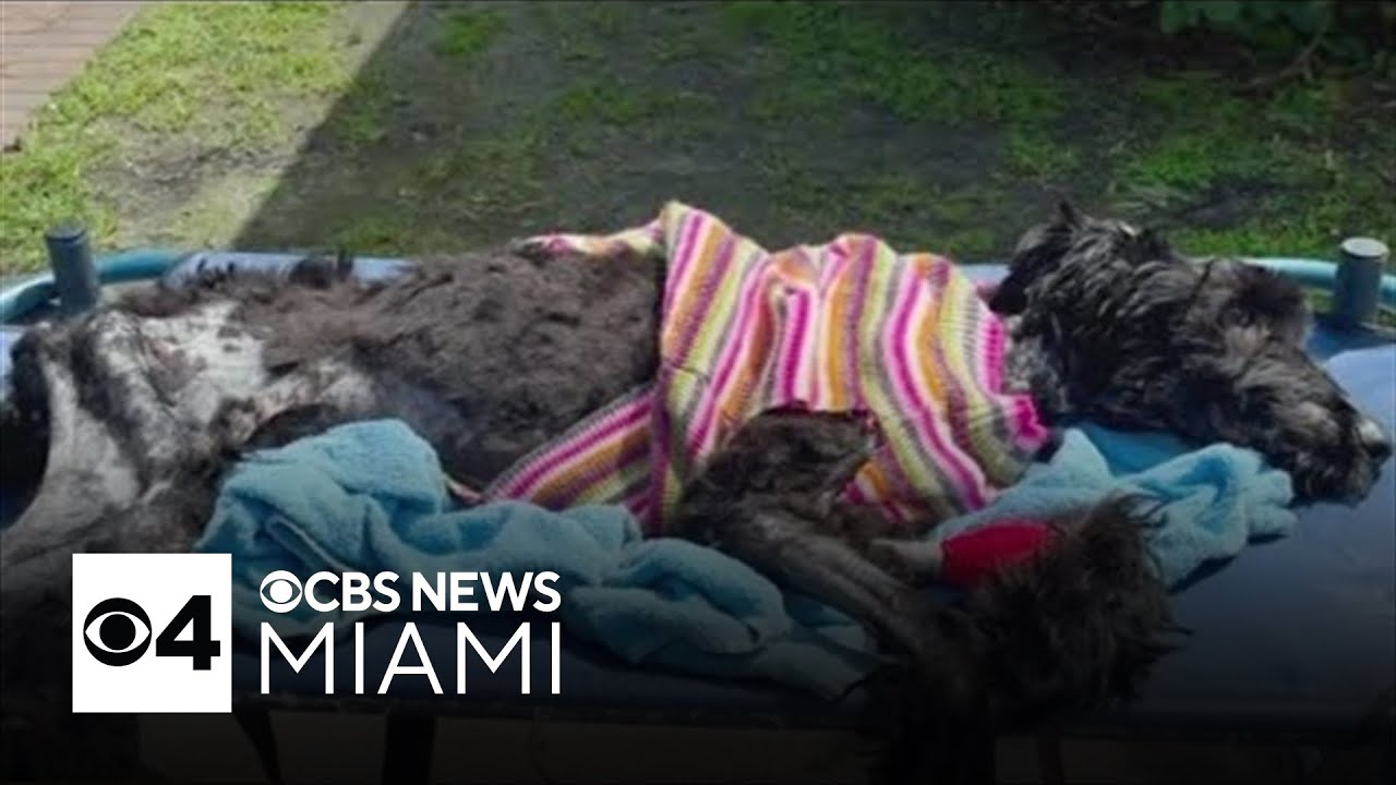 South Florida animal rescue offers $10,000 reward after severely abused dog brought in