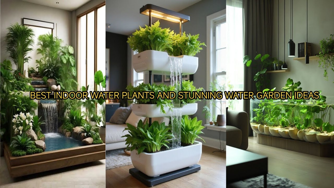 Best indoor water plants and stunning water garden ideas