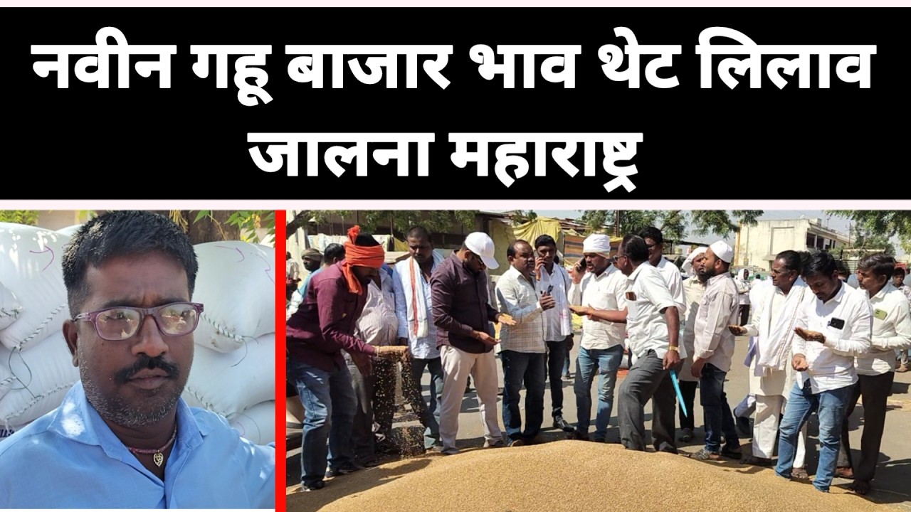 नवीन गहू बाजार भाव थेट लिलाव जालना महाराष्ट्र || नवीन गव्हाला काय मिळतो भाव