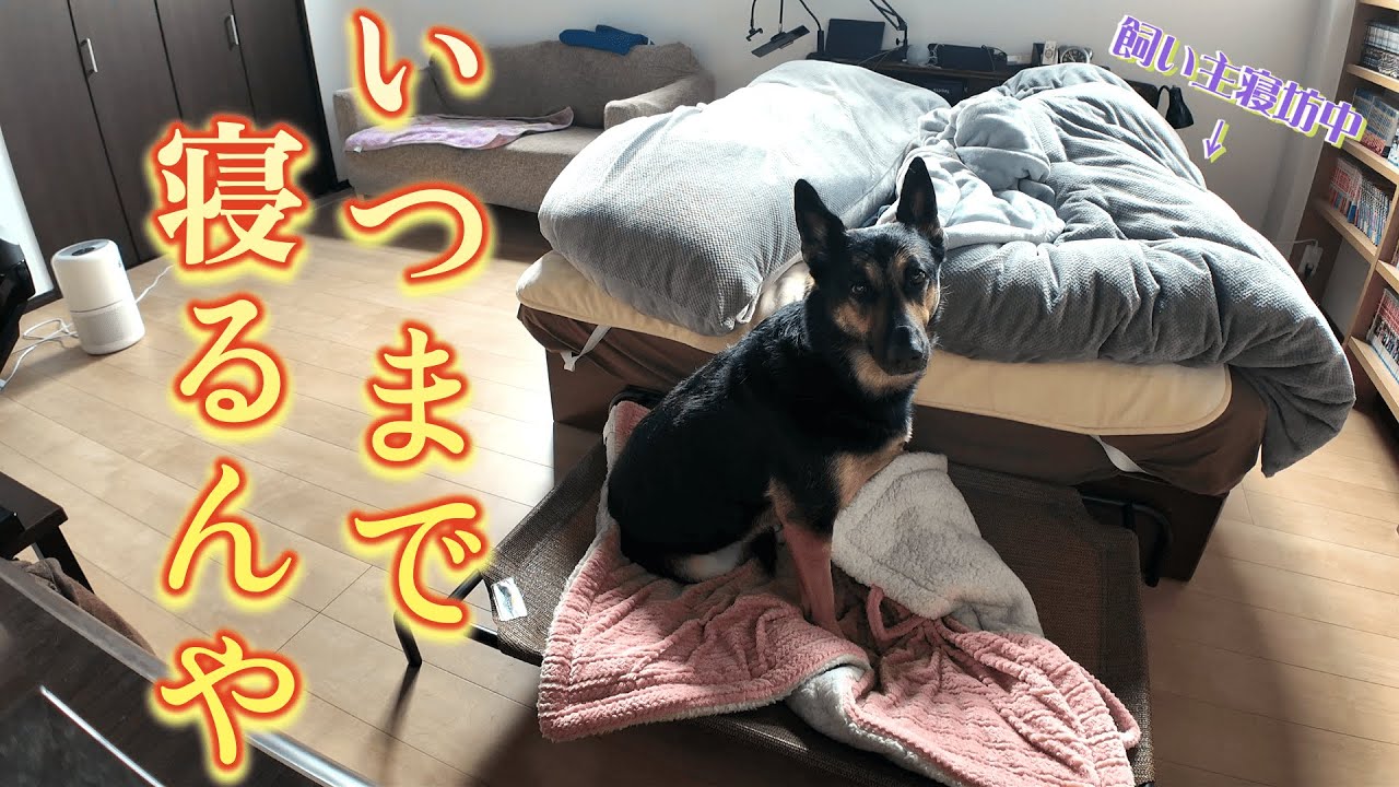 休日の朝、飼い主がなかなか起きないと愛犬はどうする？その結果に癒やされましたｗ
