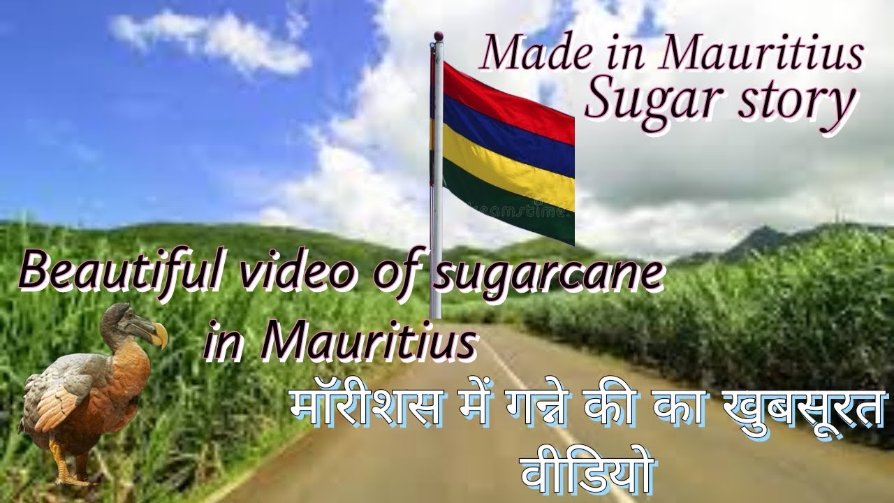 Mauritius 🇲🇺 Beautiful video of sugarcane from Mauritius country 🇲🇺🙏
