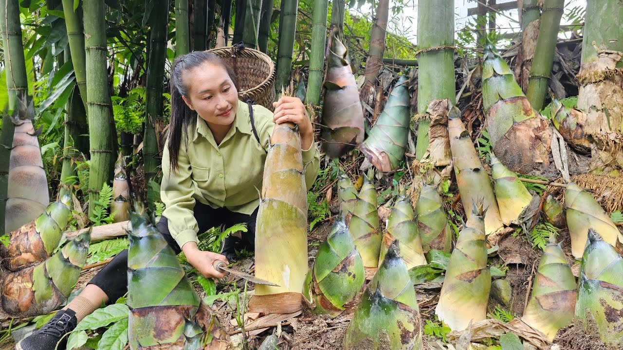 Harvesting giant bamboo shoots take to market to sell, cooking (rolled bamboo shoots) | Ly Thi Tam