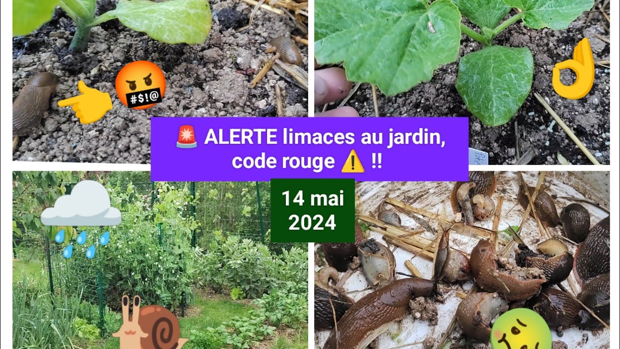 🚨 Les LIMACES contre attaque !! 🐌 Comment s'en sortir ?👌