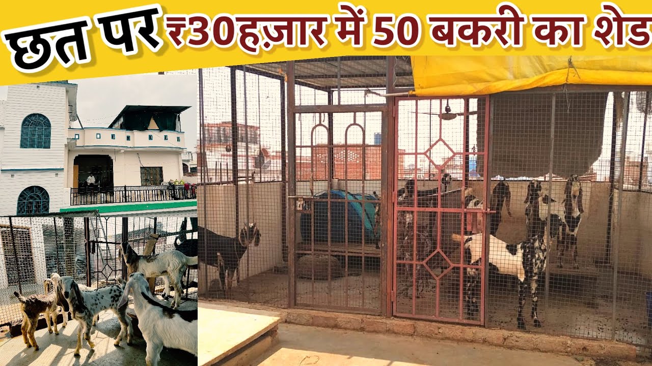 घर की चौथी मंज़िल की छत पर ₹30 हज़ार में 50 बकरी का शेड॥जाने रूफटॉप बकरी पालनMaking of rooftop🐐farm