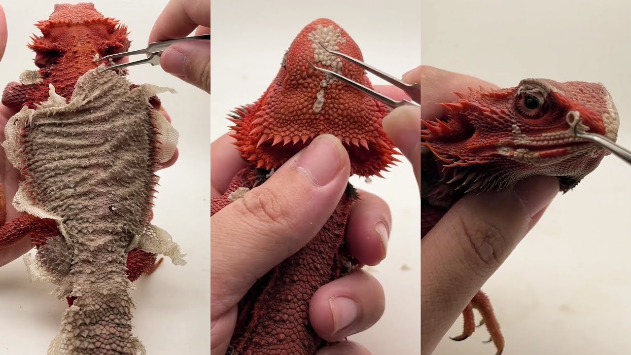 ASMR Shedding Skin Bearded Dragon Series 2 | Fascinating to Watch!