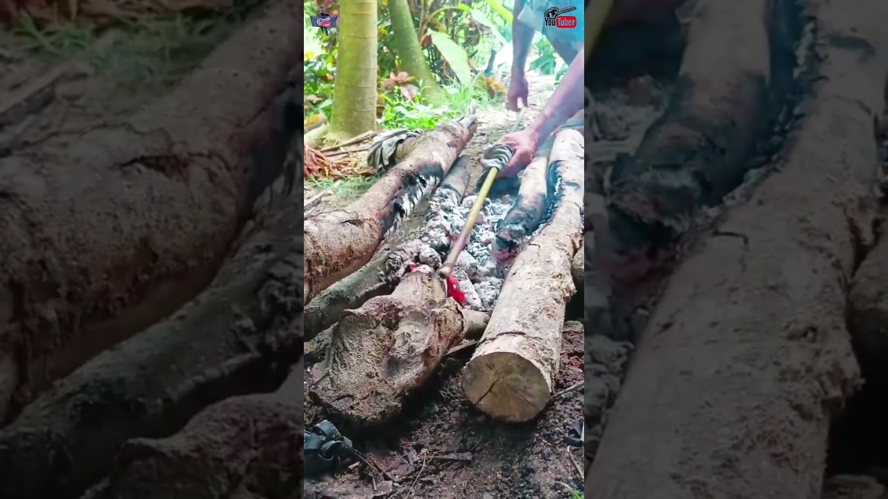 Senjata ampuh Orang Asli,alat untuk berburu sara diri dan alatan mempertahankan diri.