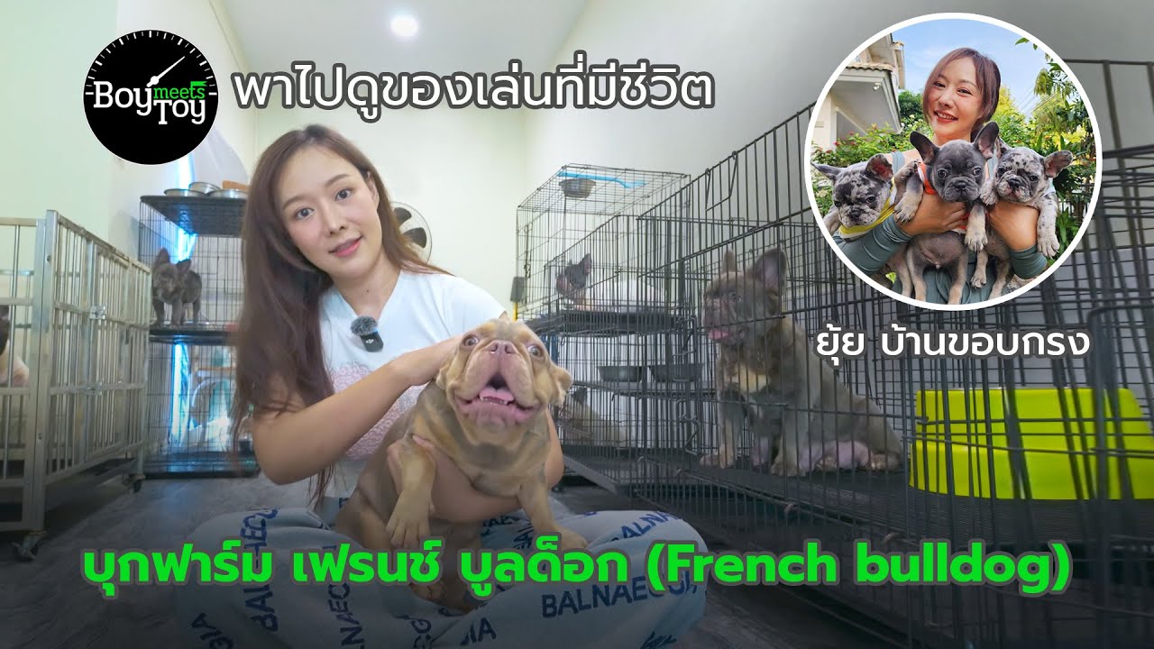 พาไปดูของเล่นที่มีชีวิต   บุกฟาร์ม French Bulldog