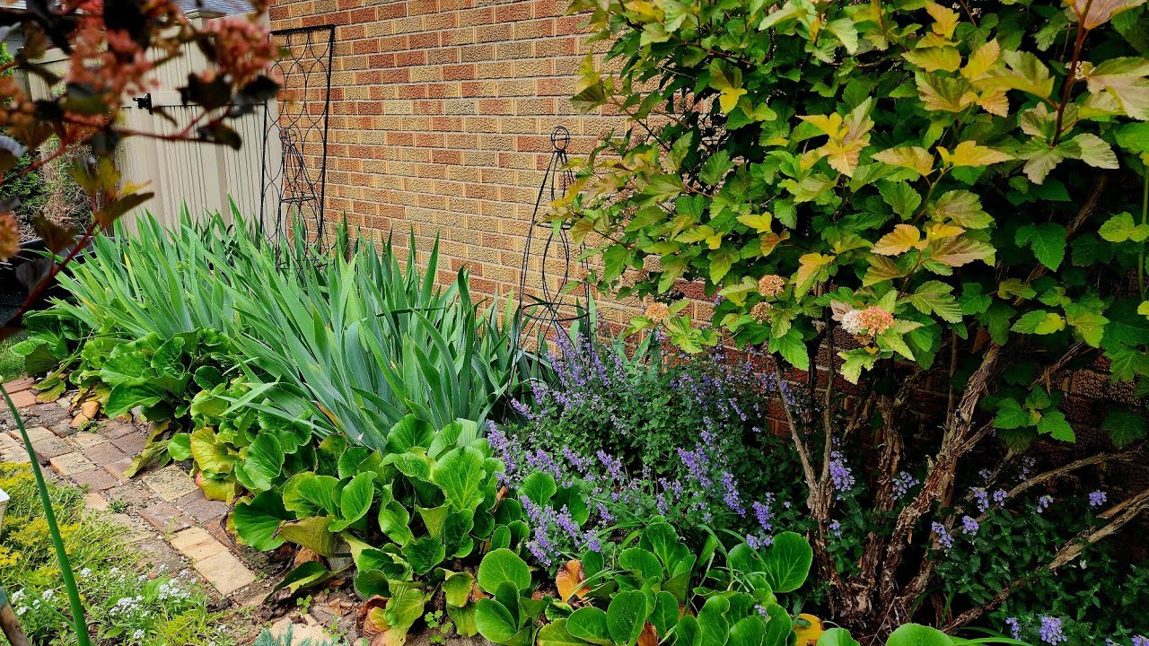 Before & After - Deadhead and Compost Spent Irises 🤩🌺✂️