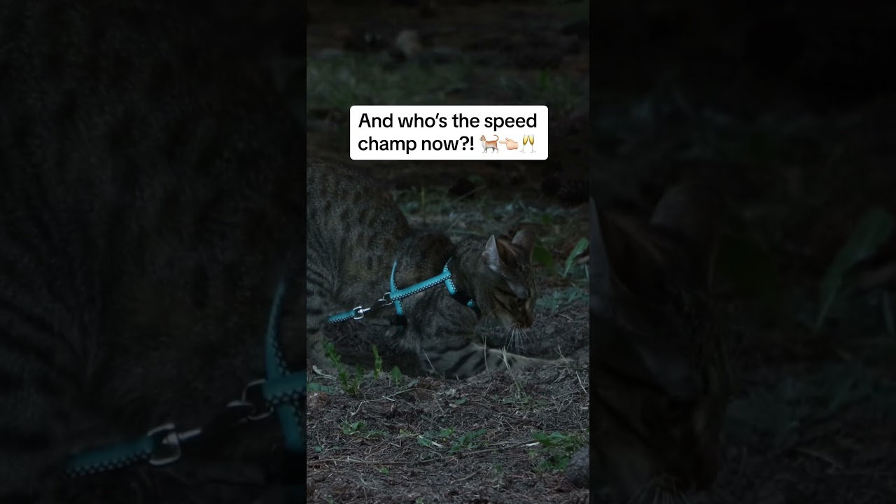 Big Cat vs. Small Cat Digging Challenge - Who&rsquo;s Faster? 🐅 vs 🐱