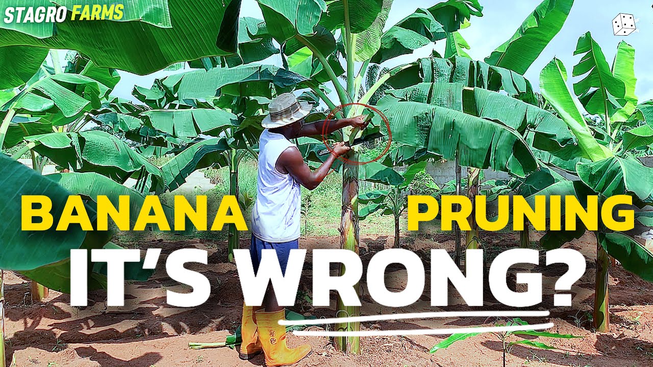 Key reasons why LEAF-PRUNING can IMPROVE your banana yield.