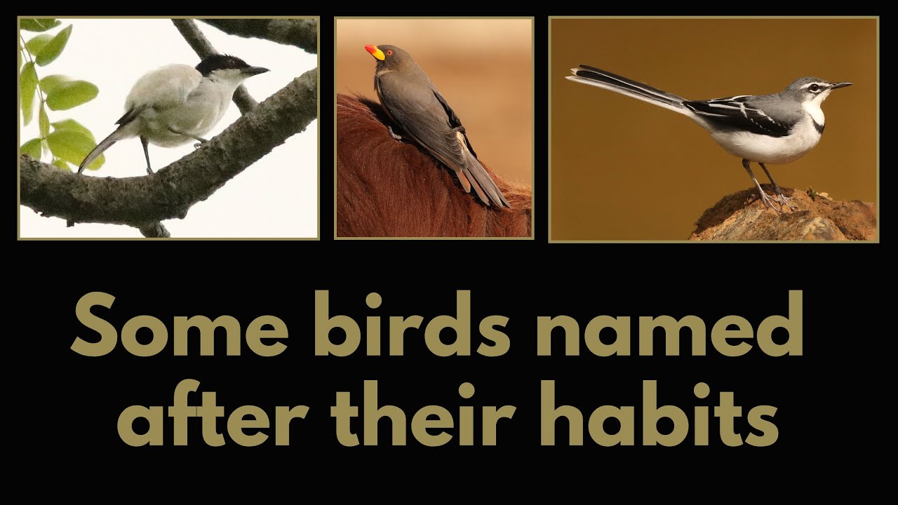 SOME BIRDS NAMED AFTER THEIR HABITS