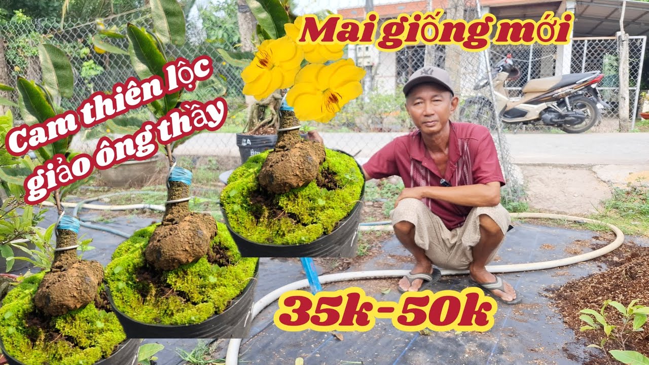10/03/2026 💥 Mai vàng Mai giống mới nhất, giảo cam thiên lộc, giảo ông thầy, thọ hương siêu nụ 