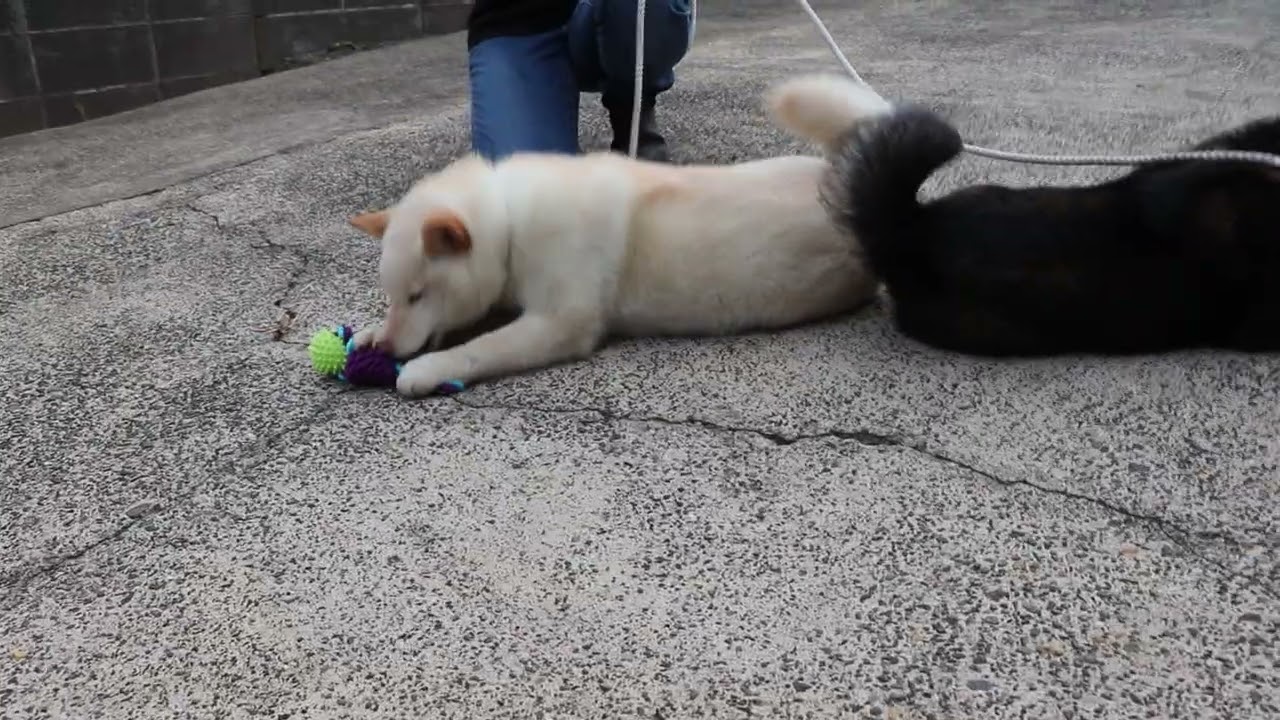 shibainu boy kazu 20250911 & girl lani 20250811