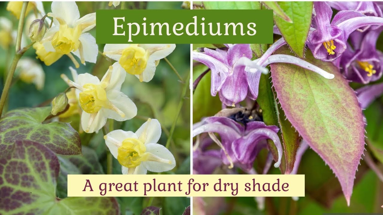 Care of Epimediums