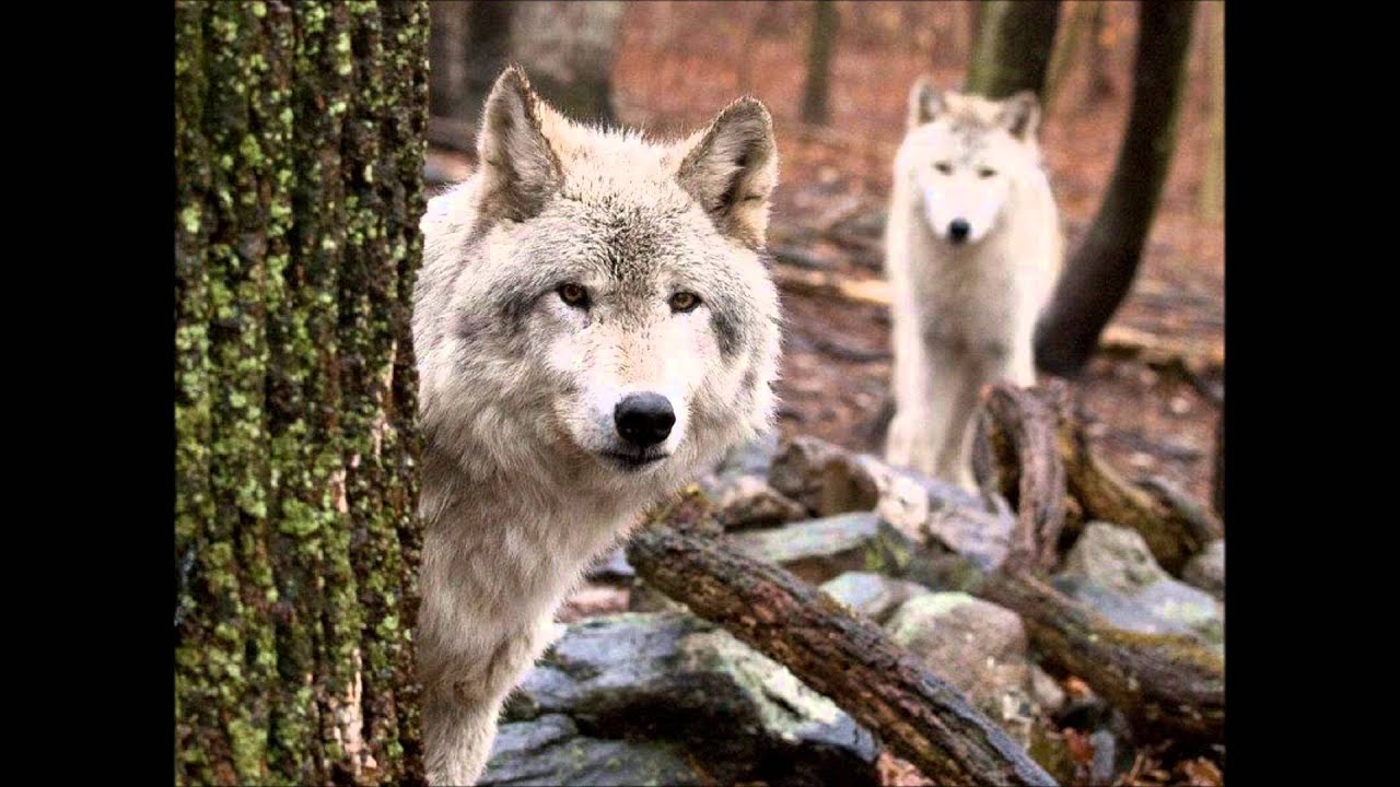 Wolves: Majesty of the Forest