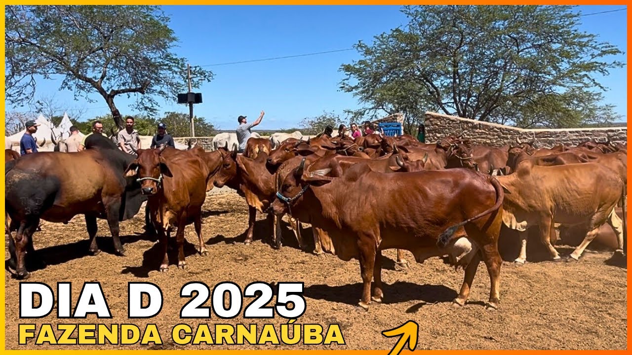 1º DIA DE EVENTO NA FAZENDA CARNAÚBA