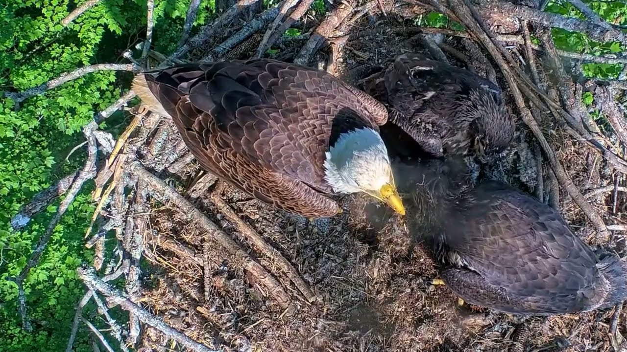 EP#488 #baldeagle Review birds in nest with nature #birdslovers #birdsounds #birdsnest #wildbirds