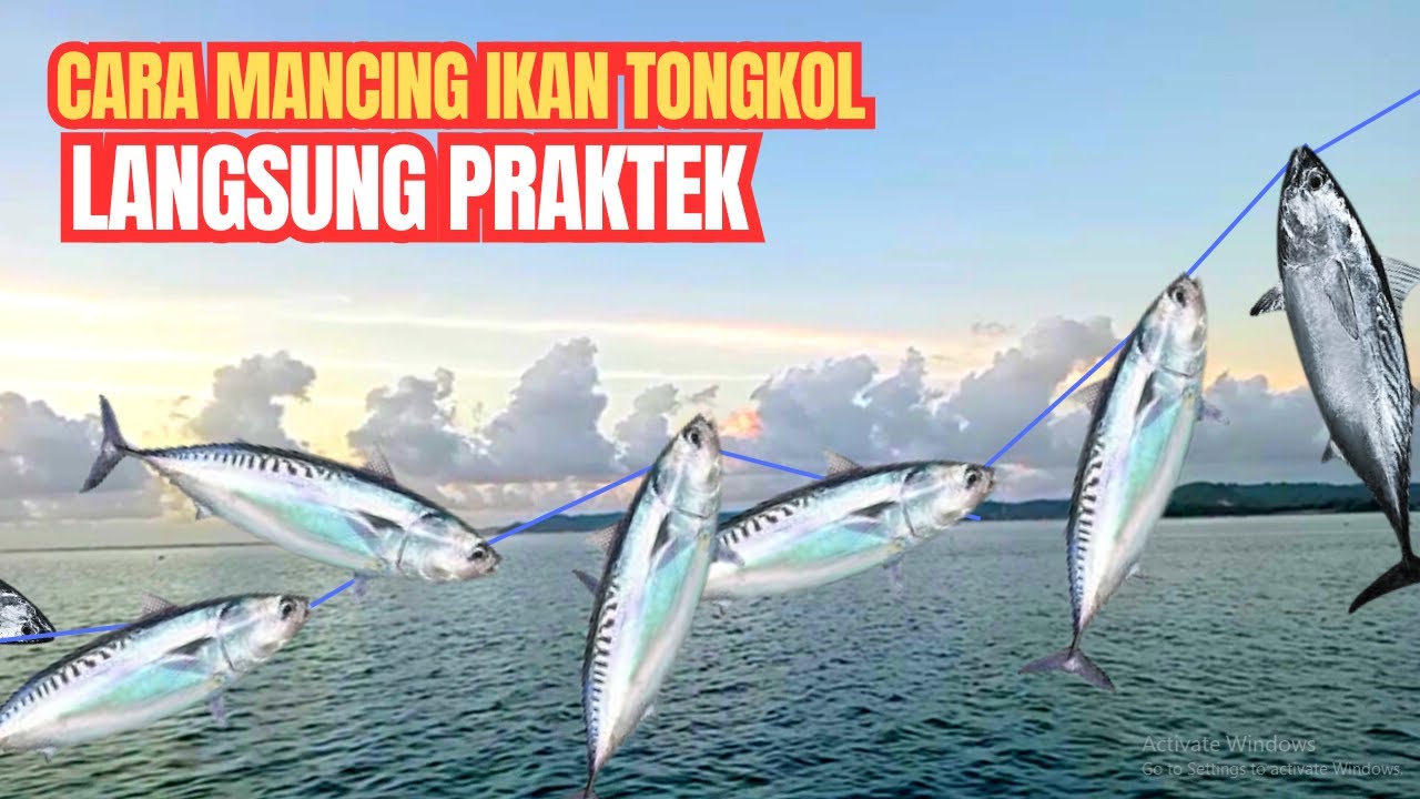 CARA MANCING IKAN TONGKOL LANGSUNG PRAKTEK STRIKE SAMPAI PENUH BOX ES