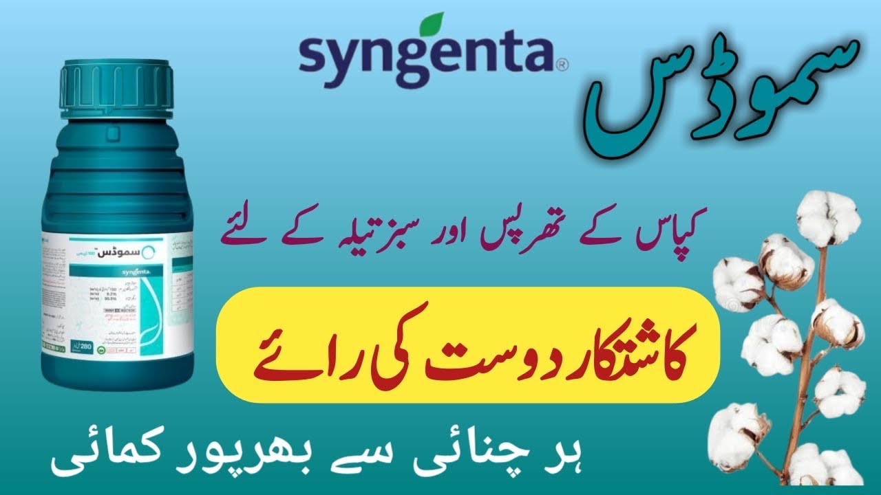 Simodis de 2 spray me thrips aur sabz teelay se Hifazat, aur apko milay har chunai se bharpoor kamai