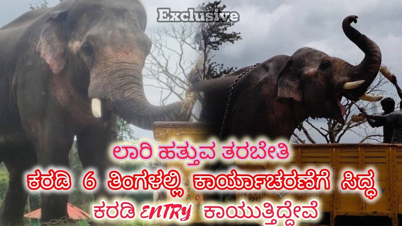 ಅಭಿಮನ್ಯು ಅರ್ಜುನ ಸೆರೆಹಿಡಿದ ಆನೆಗಳು DUBARE ELEPHANTS 👌