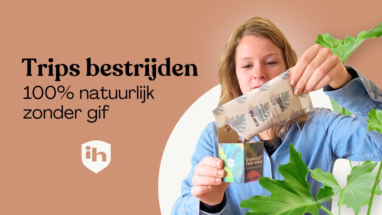 Trips bestrijden in kamerplanten: 100% biologisch en zonder gif