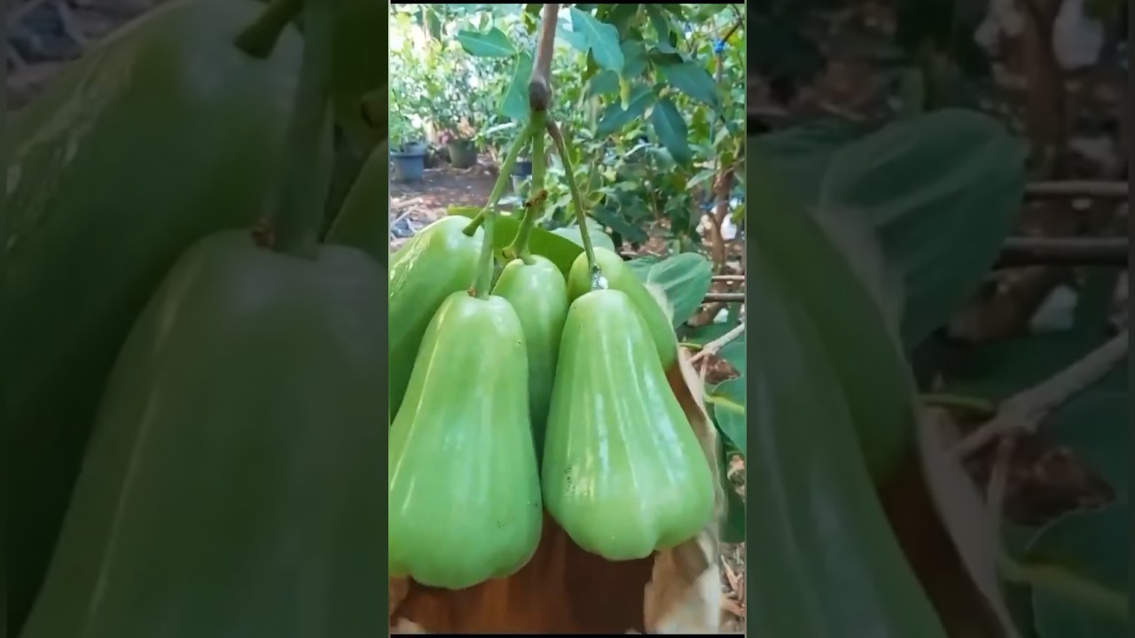 Varian baru jambu air jenis green giant #jambuair #greengiant nt
