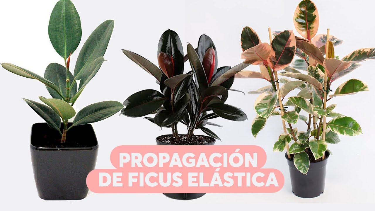 Reproducción de gomero o ficus elástica. MUY FÁCIL!🤩 NO NECESITAS CONOCIMIENTOS PREVIOS, INCREIBLE!