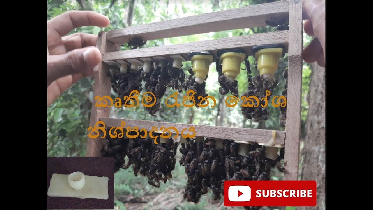 මිමැසි පාලනයේදී නැතුවම බැරි ක්‍රියාවක් වන කෘතීම  රැජින නිශ්පාදනයේ රැජින කෝශ නිශ්පාදනය සහිත විඩියෝව