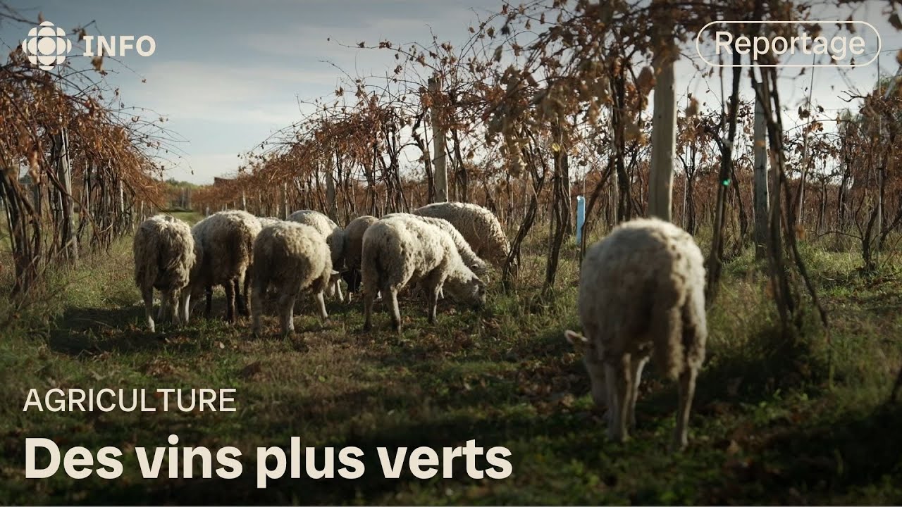 Quand les moutons entrent au vignoble | La semaine verte