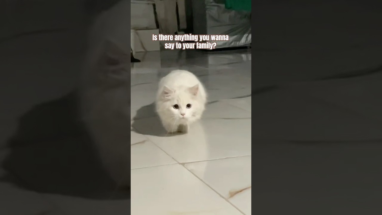 Попробуйте разбогатеть, прежде чем заводить меня😼 #кошачьишорты #смешнойкот #кошачьивидео #милыйк...