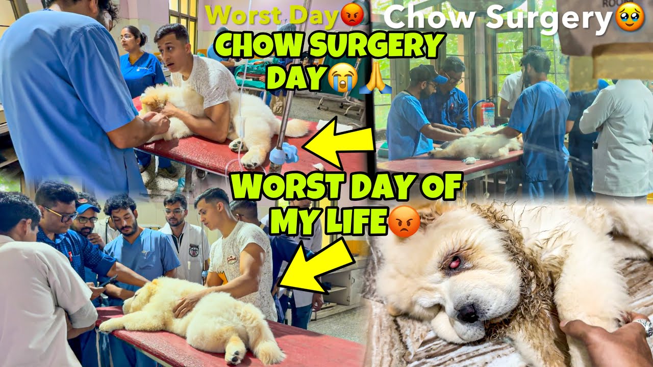 Worst Day of My Life😡 | Chow Surgery Day🥹🙏 | Very Sad Day of my Life |  GiveAway of KtmRc390